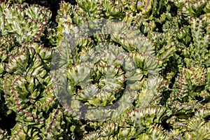 Detail en close-up on euphorbia lactea cristata