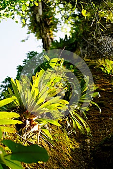 Detail of epiphyte plants on a jungle tree trunk