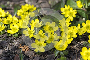 Detail of eranthis hyemalis, early spring flowers in bloom, winter aconite