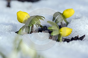 Detail of eranthis hyemalis, early spring flowers in bloom, winter aconite covered with fresh white snow