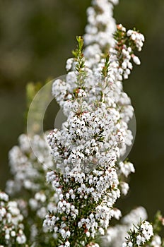 detail of erica flower