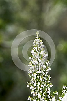 detail of erica flower