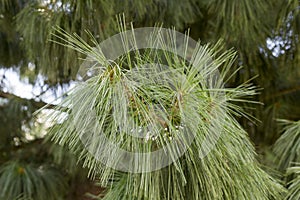 Detail of the estern white pine tree