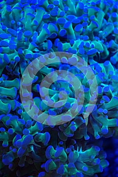 Euphyllia coral photo