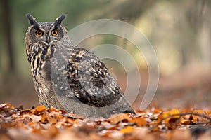 Detail of Eurasian eagle-owl. Closeup big owl in autumn nature. Bubo bubo