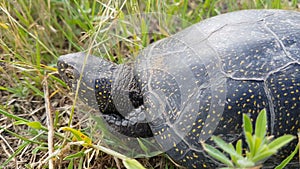 Detail of European pond turtle Emys orbicularis or European pond terrapin in grass, hiding the head in the shell.