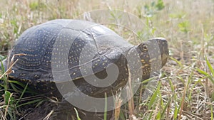 Detail of European pond turtle Emys orbicularis or European pond terrapin in grass, hiding the head in the shell.