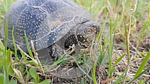 Detail of European pond turtle Emys orbicularis or European pond terrapin in grass, hiding the head in the shell.