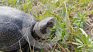 Detail of European pond turtle Emys orbicularis or European pond terrapin in grass, hiding the head in the shell.