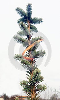 The detail evergreen tree Abies alba