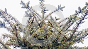 The detail evergreen tree Abies alba