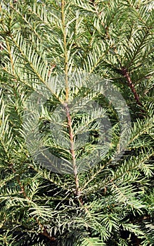 The detail evergreen tree Abies alba