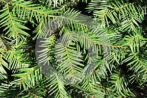 The detail evergreen tree Abies alba