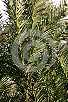 The detail evergreen tree Abies alba