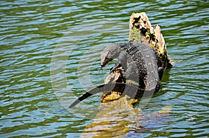 Detail of exotic amphibian, SrÃÂ­ Lanka photo