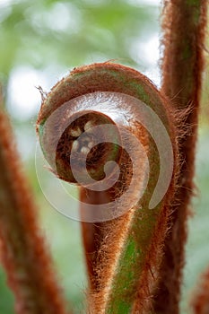 Detail of exotic plant in the Winter Garden at the Royal Greenhouses at Laeken, Brussels, Belgium