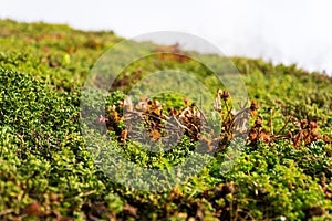 Detail of extensive green living roof covered with vegetation