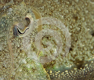 Detail of the eye of a cuttlefish