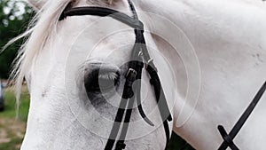 Detail of the eye of a harnessed white horse on a farm. Pets at the ranch. Close-up of a horse`s head