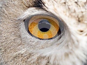 Detail of the eye of an owl Bubo bubo