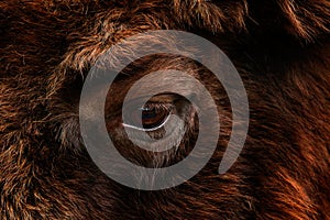 Detail eye portrait of European bison. Fur coat with eye of big brown animal in the nature habitat, Czech republic, Art view of bi