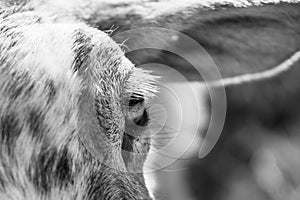 Detail of the eye of sheep animal in the nature.