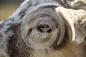 Detail of the eye of sheep animal in the nature.