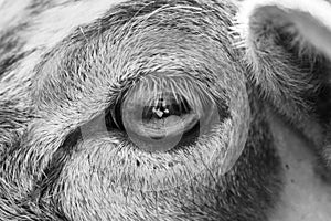 Detail of the eye of sheep animal in the nature.