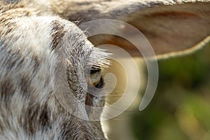 Detail of the eye of sheep animal in the nature.