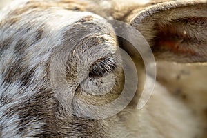 Detail of the eye of sheep animal in the nature.