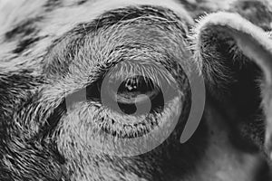 Detail of the eye of sheep animal in the nature.