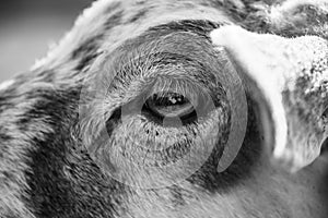 Detail of the eye of sheep animal in the nature.