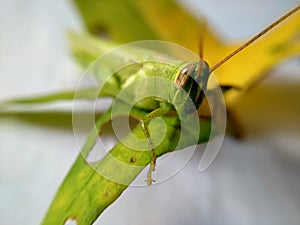 Detail eyes grasshoper on the leaf photo