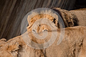 Detail of the eyes of a male Asian lion behind a lioness Panthera leo persica