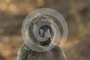 The detail of face of chacma baboon Papio ursinus or cape baboon with brown background