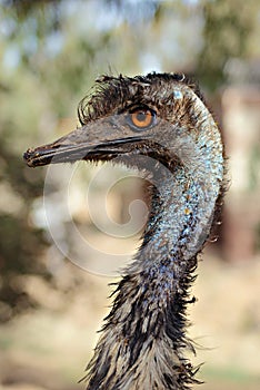 Detail of the face of an emu bird.