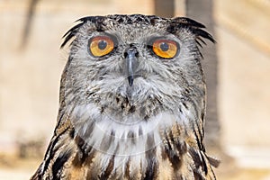Detail of the face of a Eurasian Eagle-Owl, Bubo bubo