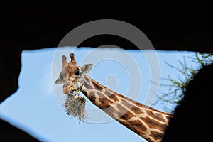 Detail of the Face of a Giraffe Ruminating Dry Grass