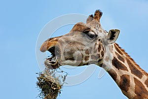 Detail of the Face of a Giraffe Ruminating Dry Grass