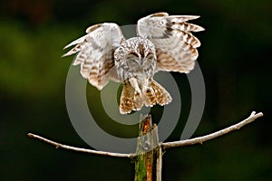 Detail face portrait of bird, big orange eyes and bill, Eagle Owl, Bubo bubo, rare wild animal in the nature habitat,