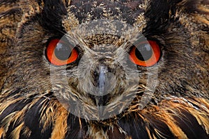 Detail face portrait of bird, big orange eyes and bill, Eagle Owl, Bubo bubo, rare wild animal in the nature habitat, Germany