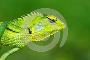 Detail face portrait of lizard. Green Garden Lizard, Calotes calotes, detail eye portrait of exotic tropic animal in the green nat