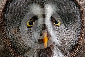 Detail face portrait of owl. Owl hiden in the forest. Great grey owl, Strix nebulosa, sitting on old tree trunk with grass, portra