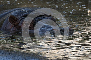 Detail of the face of a submerged hippo