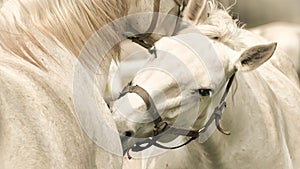 Detail face white horse