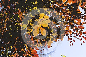 Detail of fagus sylvatica f. purpurea tree colorful foliage