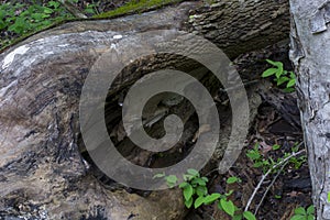 Fallen log detail in forest