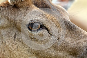 Detail on fallow deer buck eye