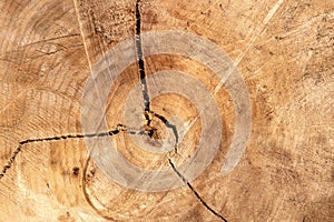 Detail of a felled tree, intended for the timber industry.