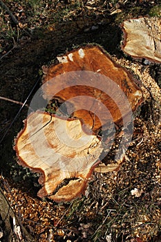 Detail of felled tree stump, wood grain.
